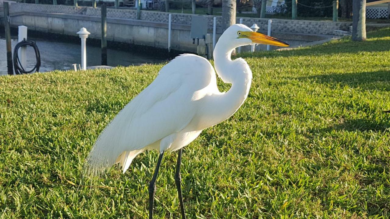 Siesta Key Condo - On The Water ! Dış mekan fotoğraf